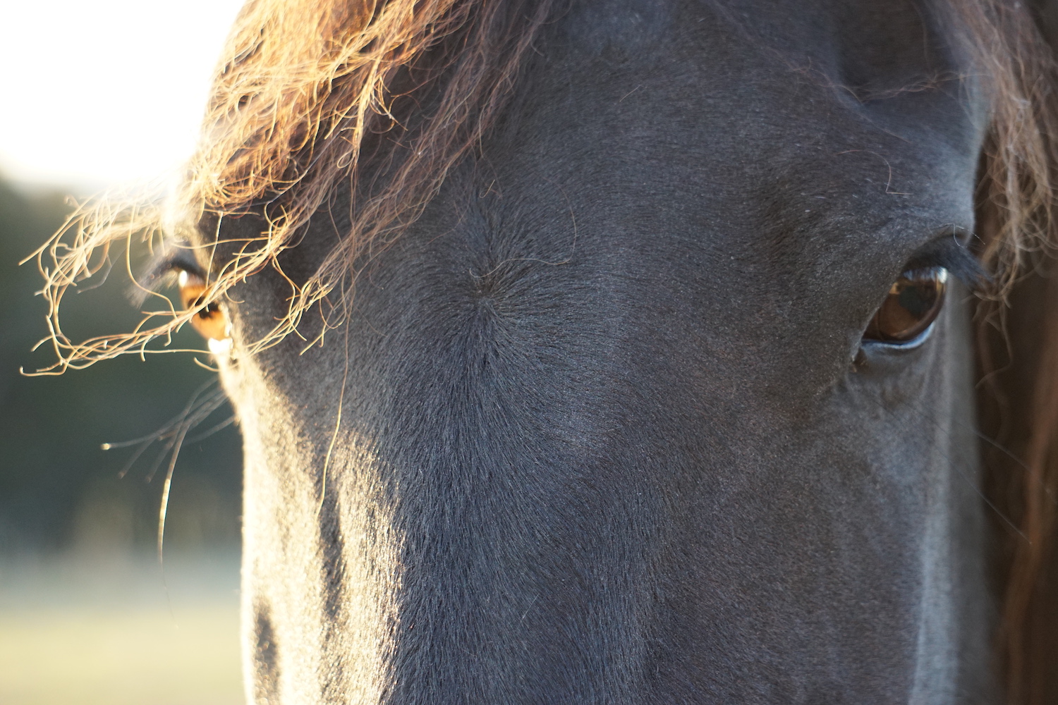 Kelsey horses head close up