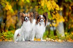 two-papillon-dogs-in-autumn-250.jpg