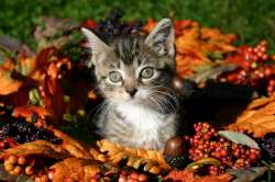 fall-kitty-250.jpg
