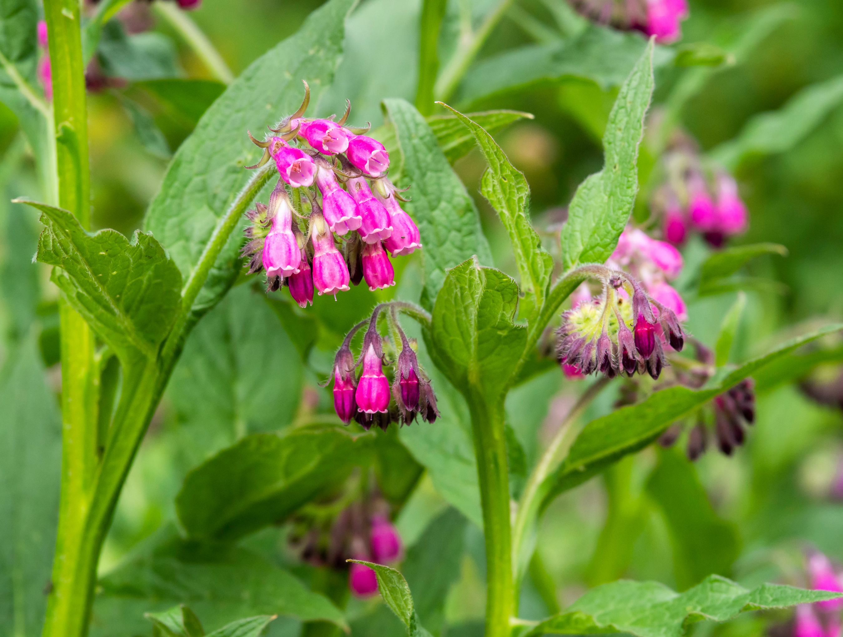 Pink flowers of comfrey,  Symphytum x uplandicum,  medicinal and decorative plant, blooming in a garden, closeup with selective focus