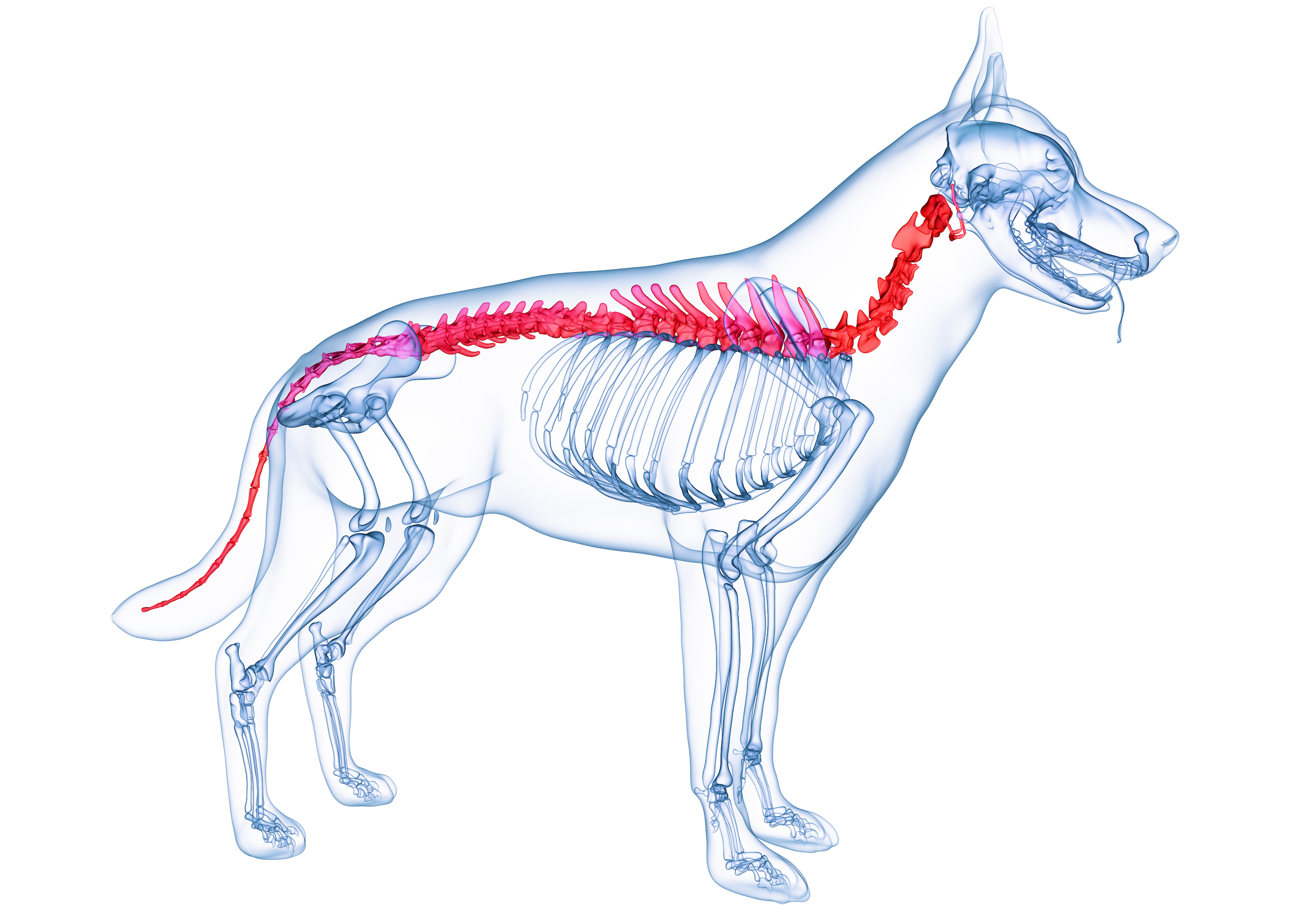 stock dog spine drawing smll
