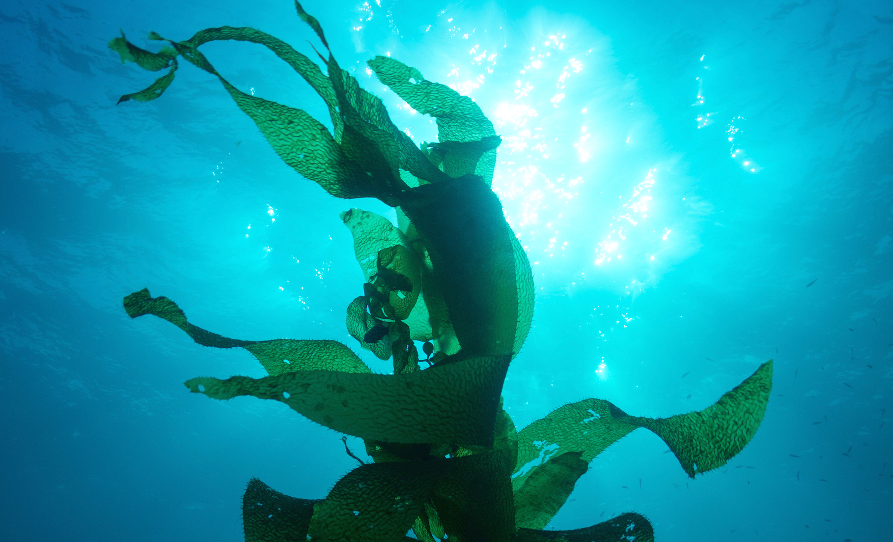 stock kelp SML