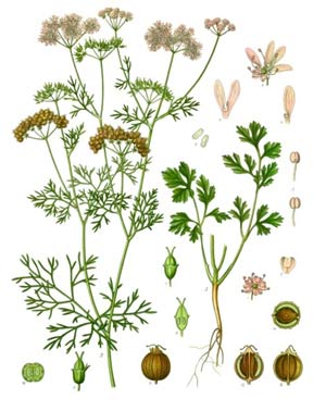 coriander