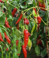 chilli_1