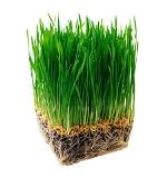 wheatgrass