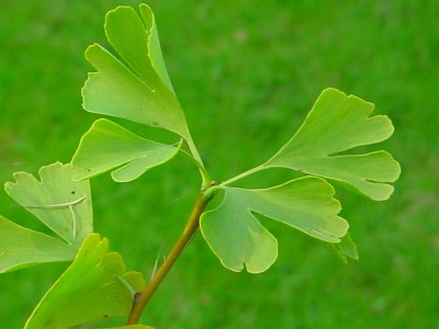 gingko_blaetter