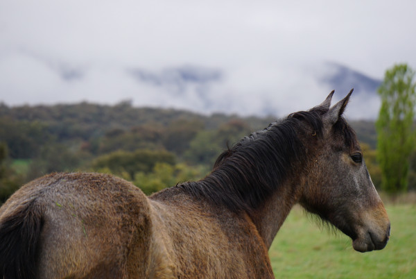 Treatments for Horses - McDowell's Herbal Treatments