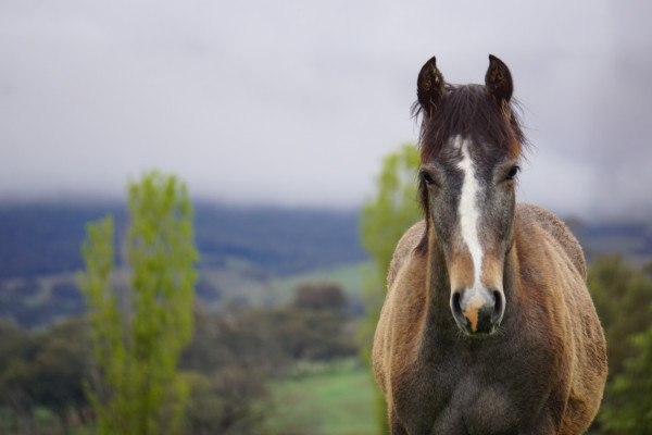 Treatments for Horses - McDowell's Herbal Treatments