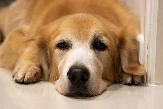 64973 goldenretriever706407640x426