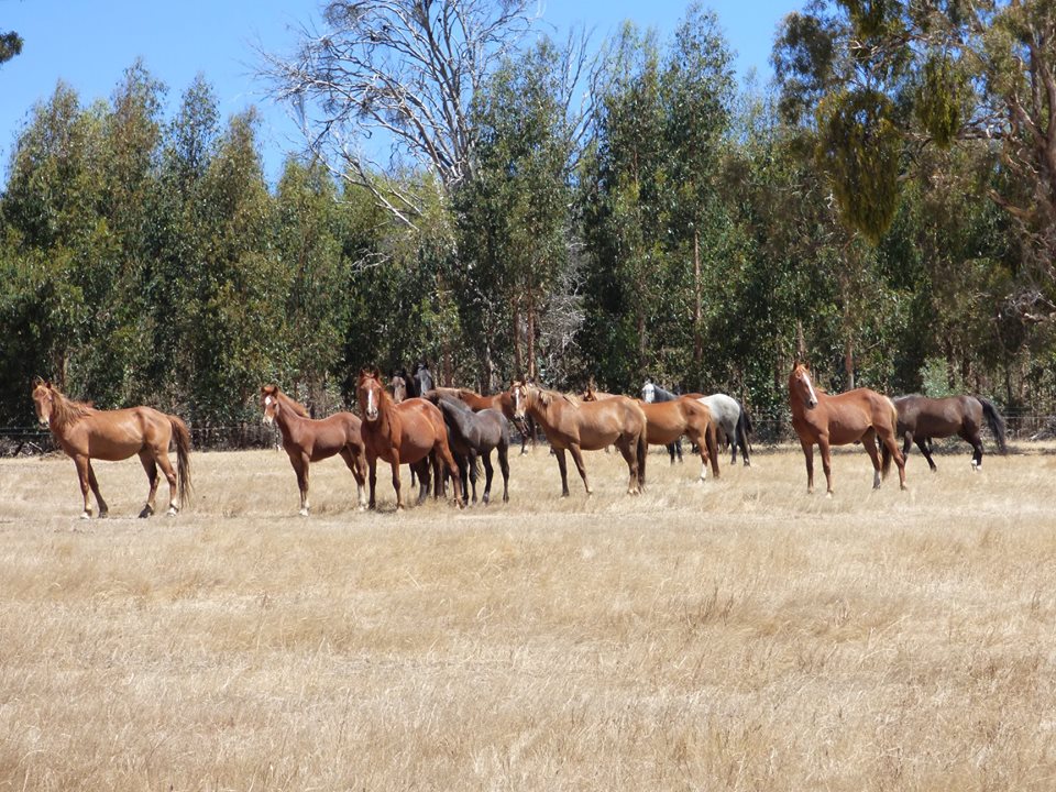 Brumbies