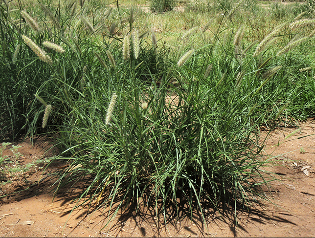 Buffelgrass