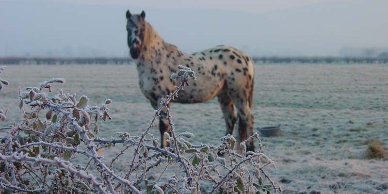 Coldweatherhorse