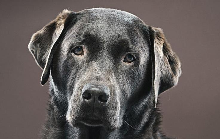 Natural remedies for dog incontinence top