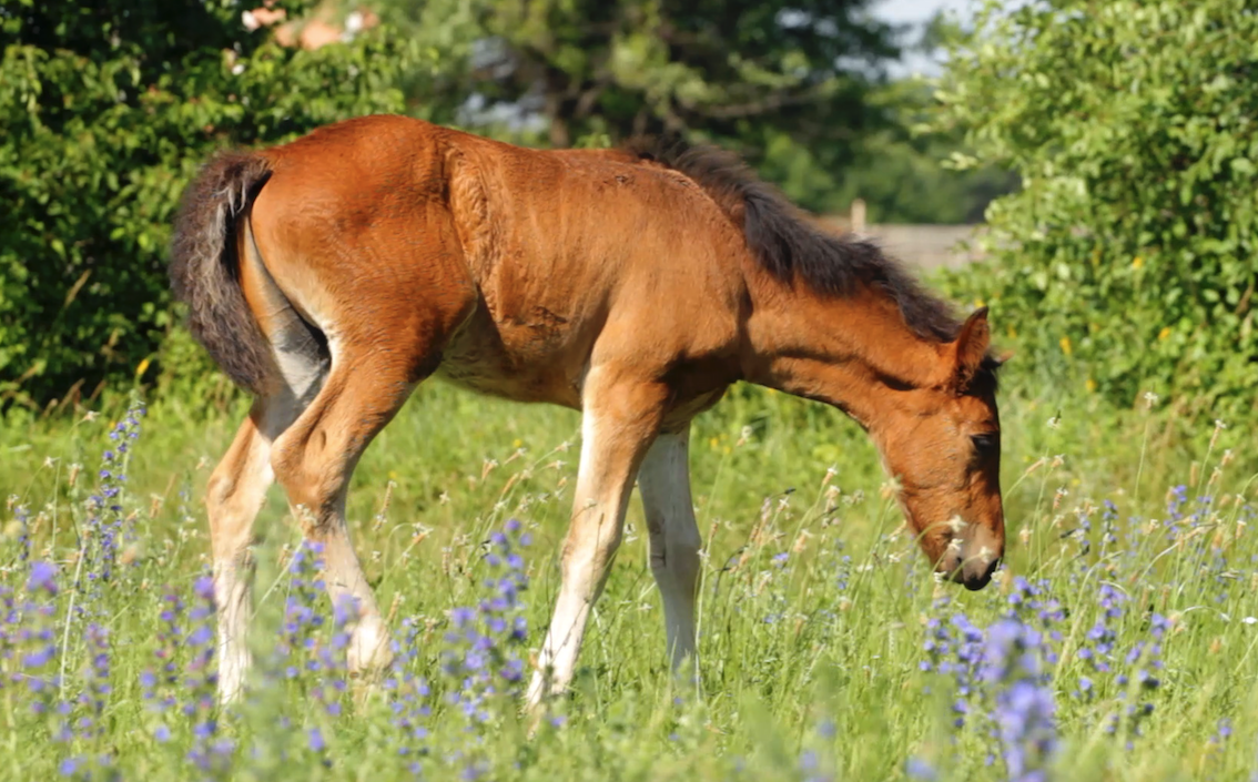 Foal