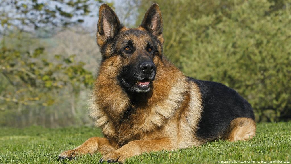 GermanShepard