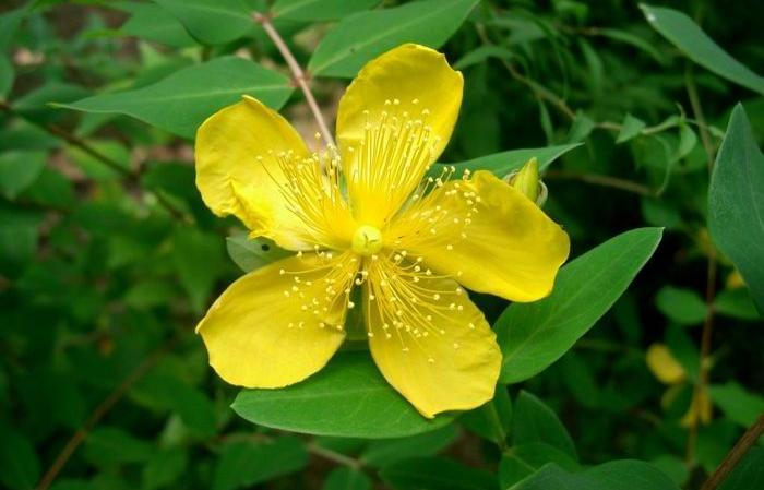 Hypericum