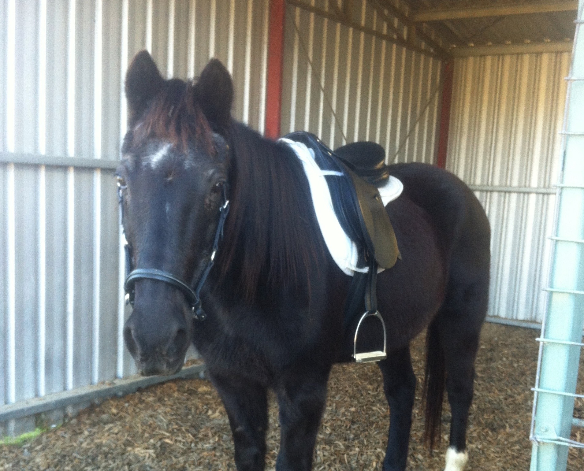 Bass had Stomach Ulcers McDowell's Herbal Treatments