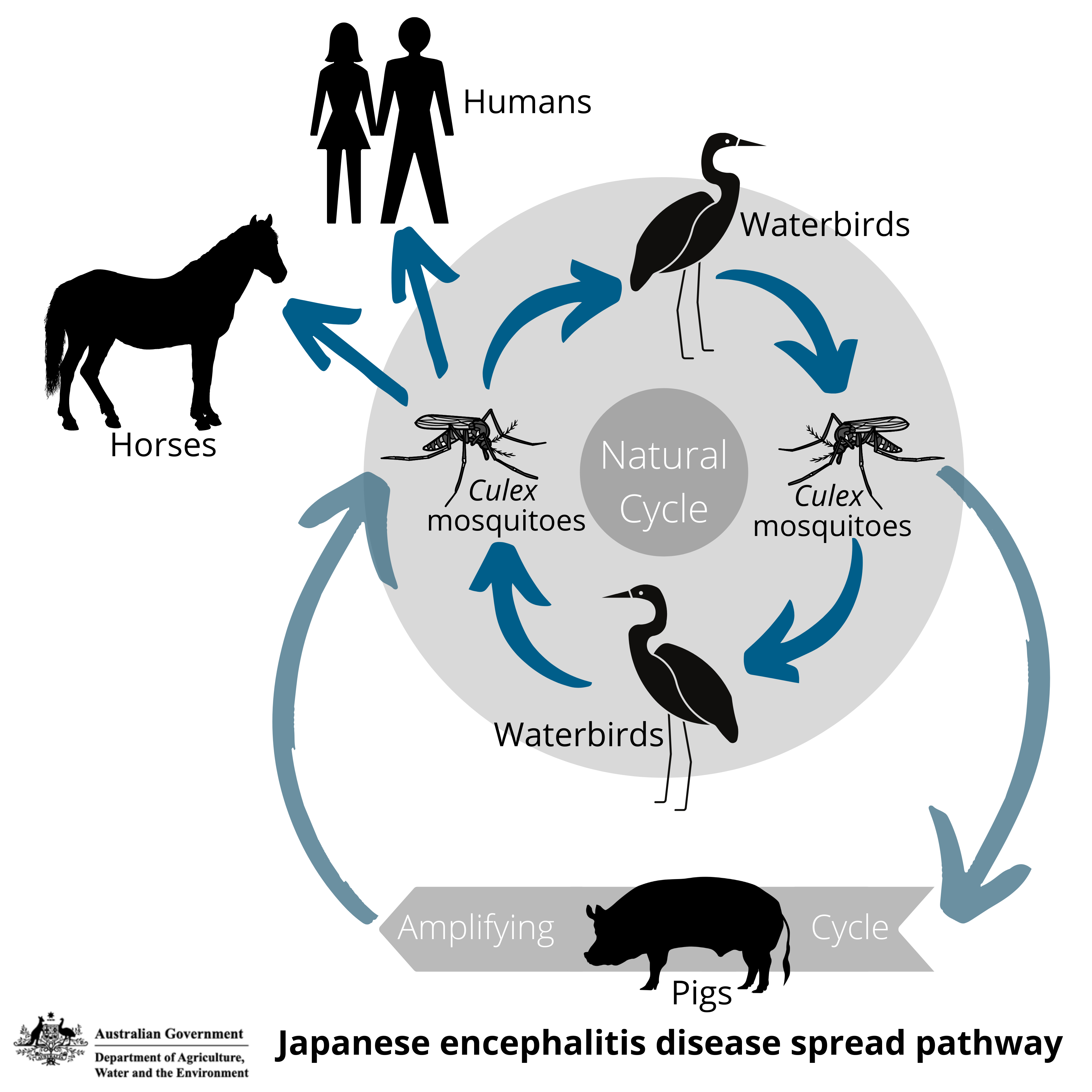 Japanese encephalitis disease spread pathway UPD