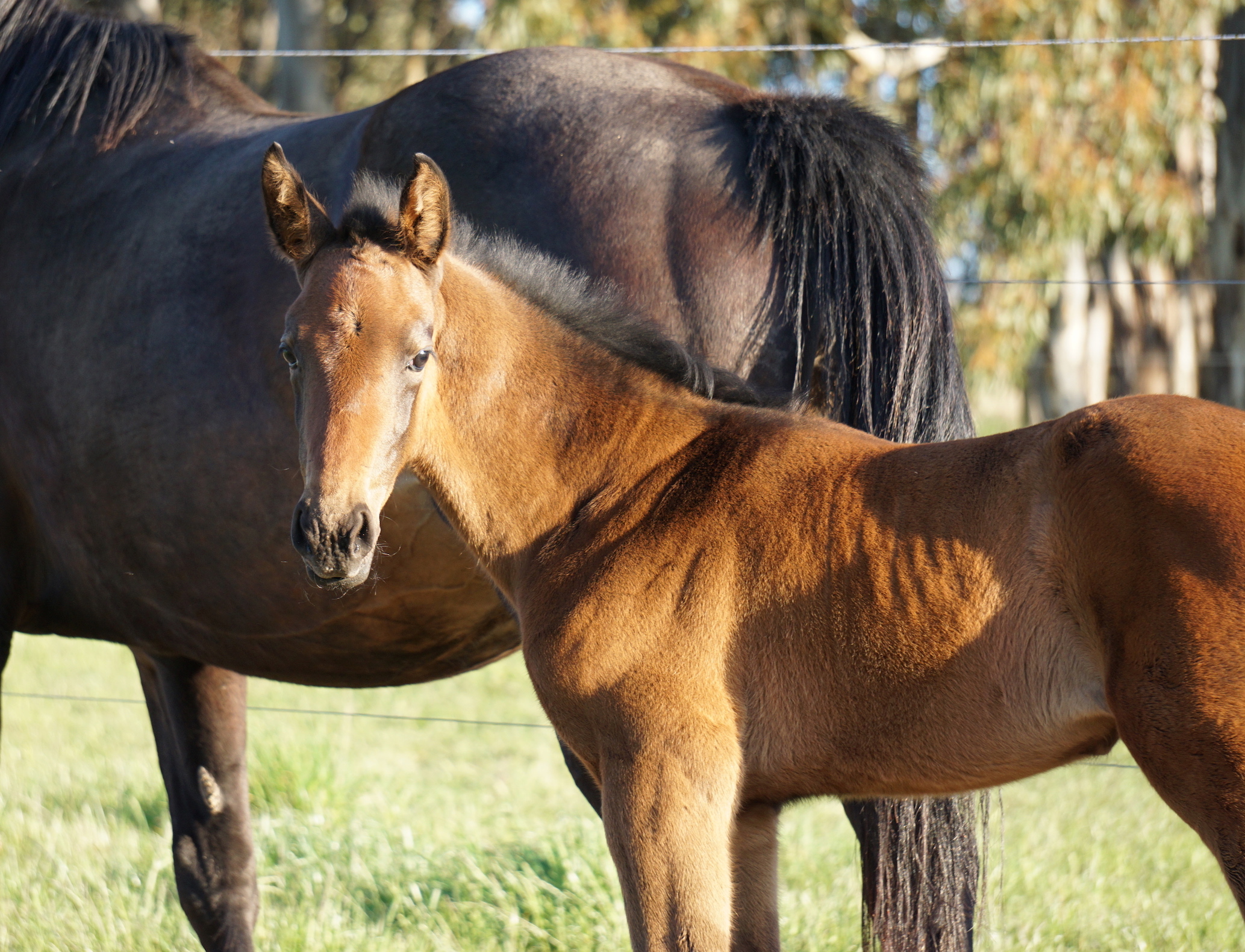 Kelsey foal4