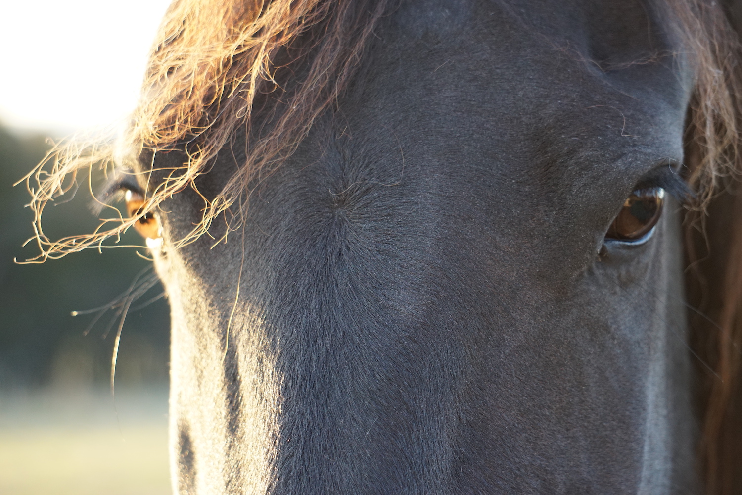 Kelsey horse head close up