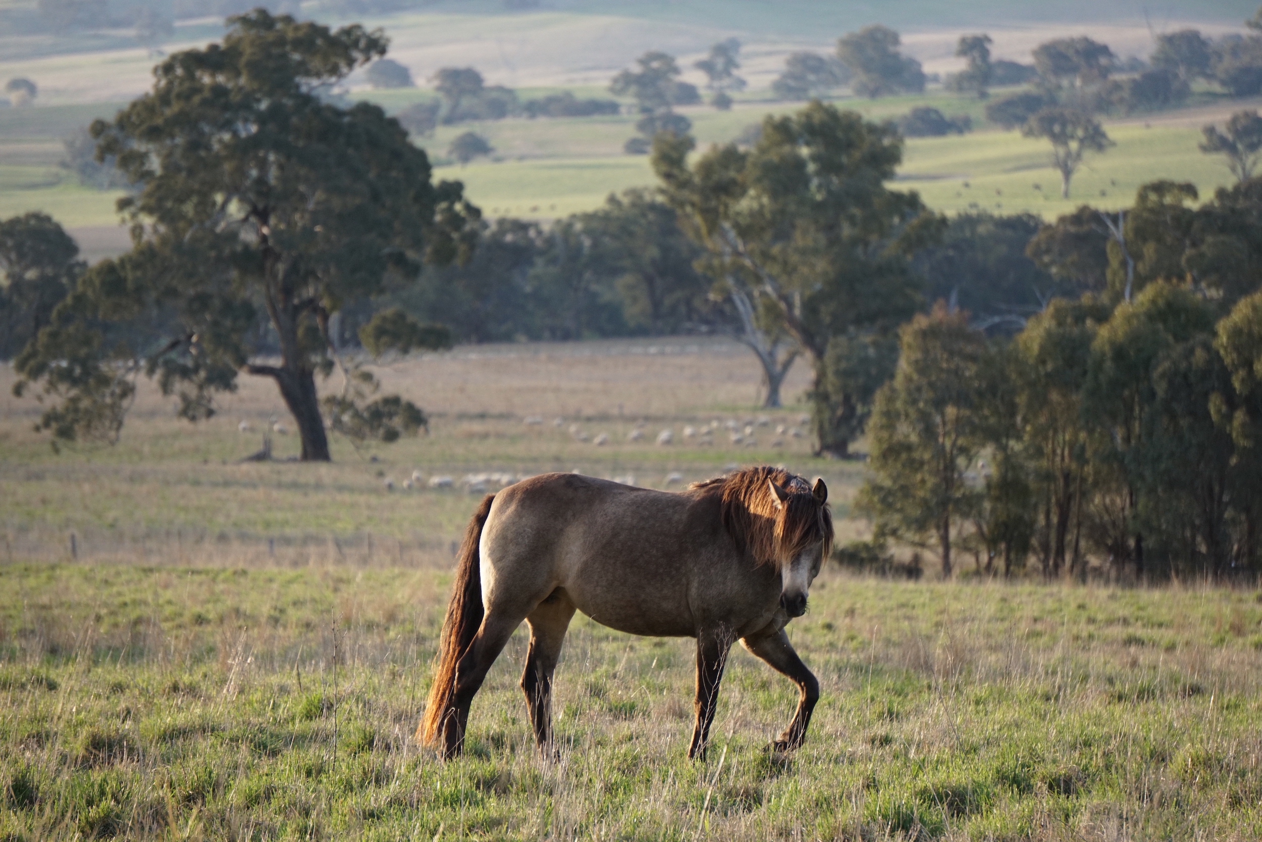 Kelsey horse paddock