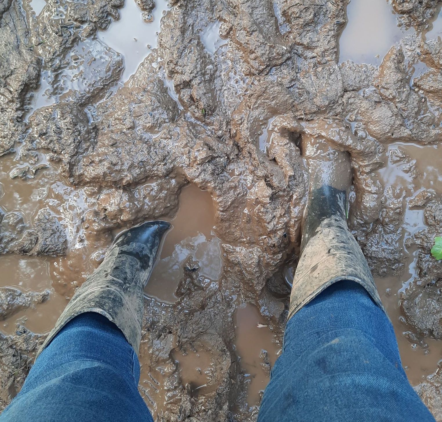 Kerrie mud