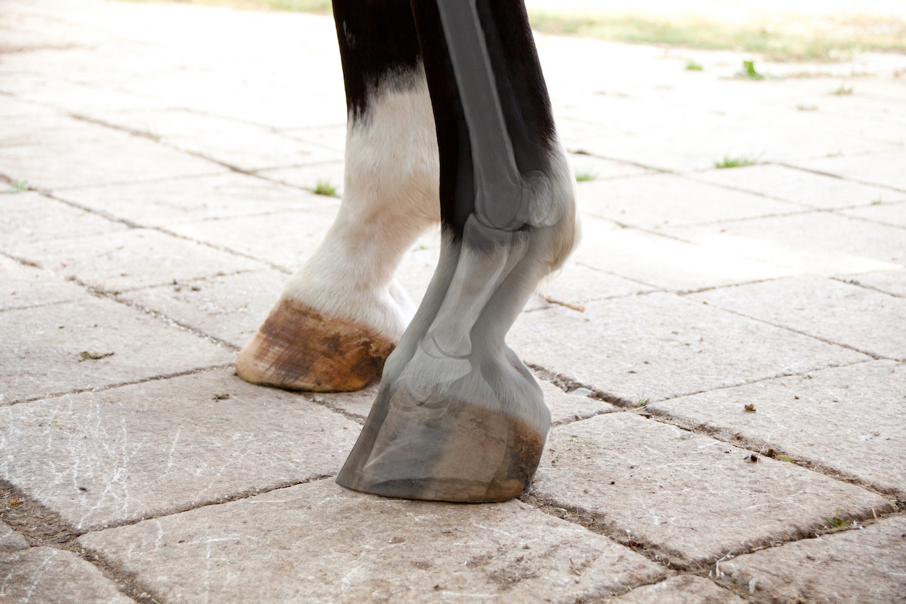 Laminitis legs