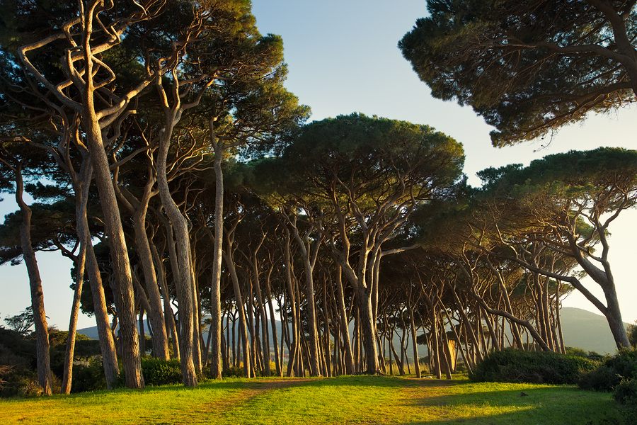 Maritime Pine Tree Group