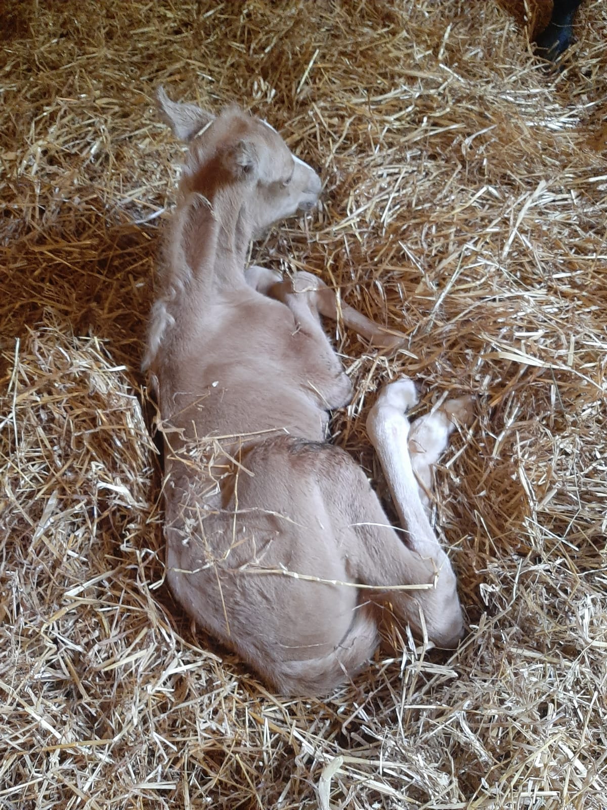 Pebbles 1 day old 1