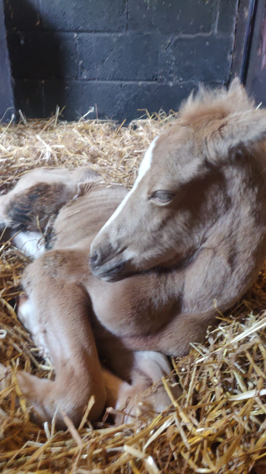 Pebbles 1 day old 3