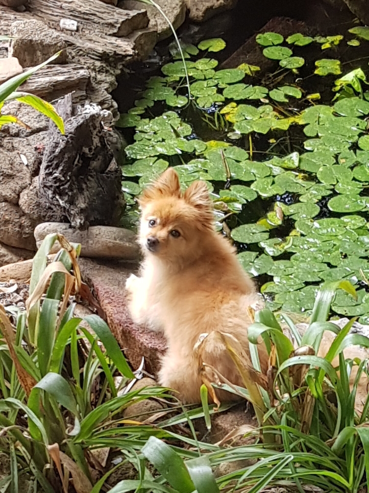 SS Beauthepomeranian