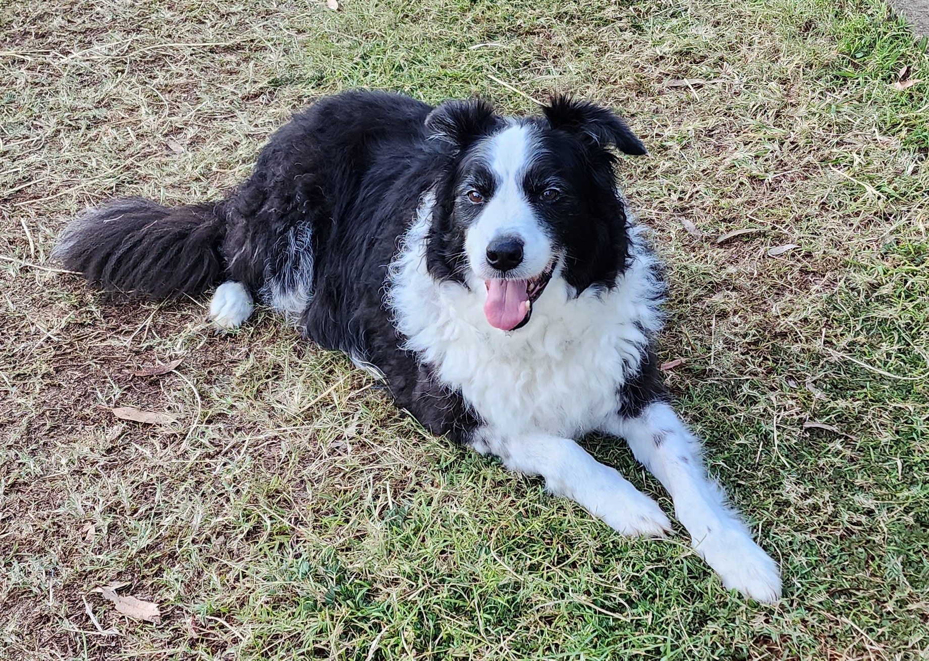 Old shop border collie