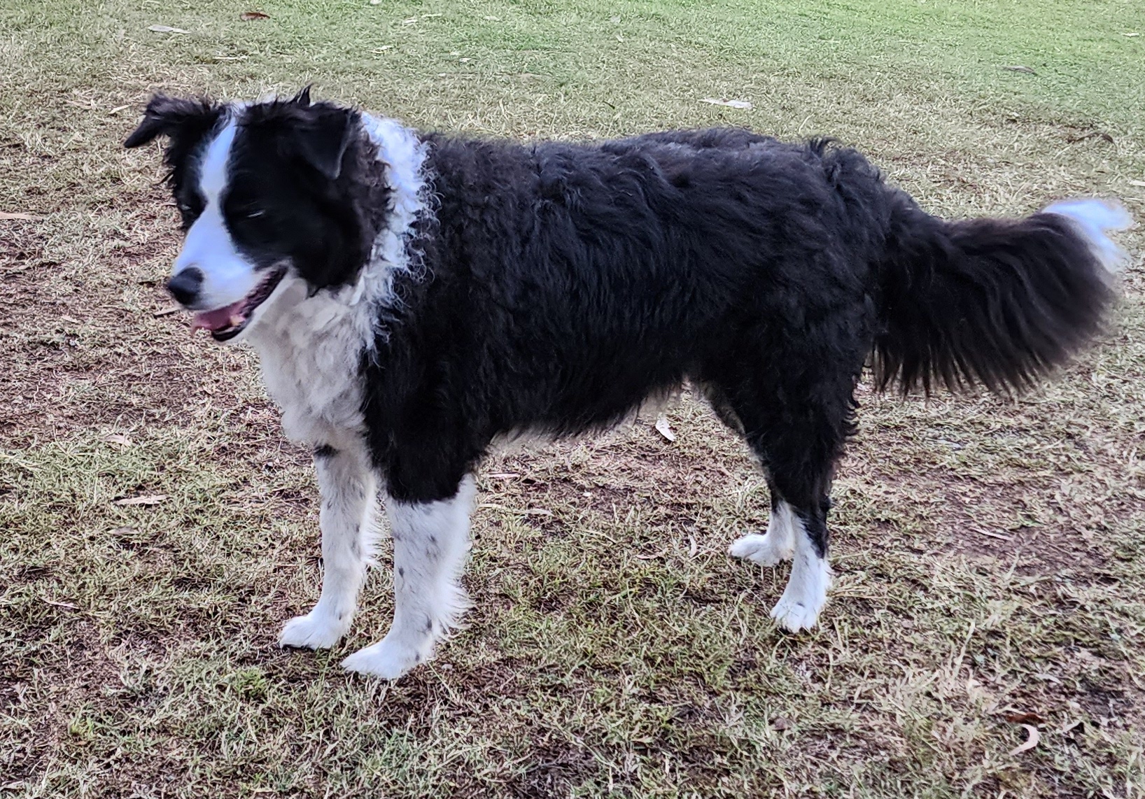 SS BorderCollie3