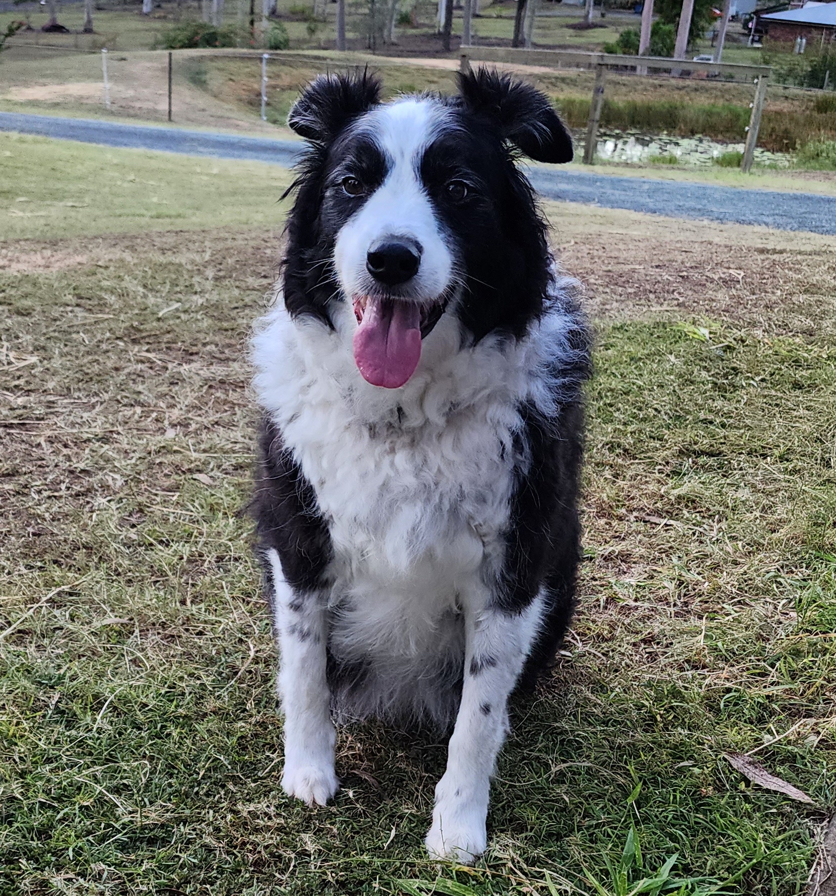 Old shop border collie