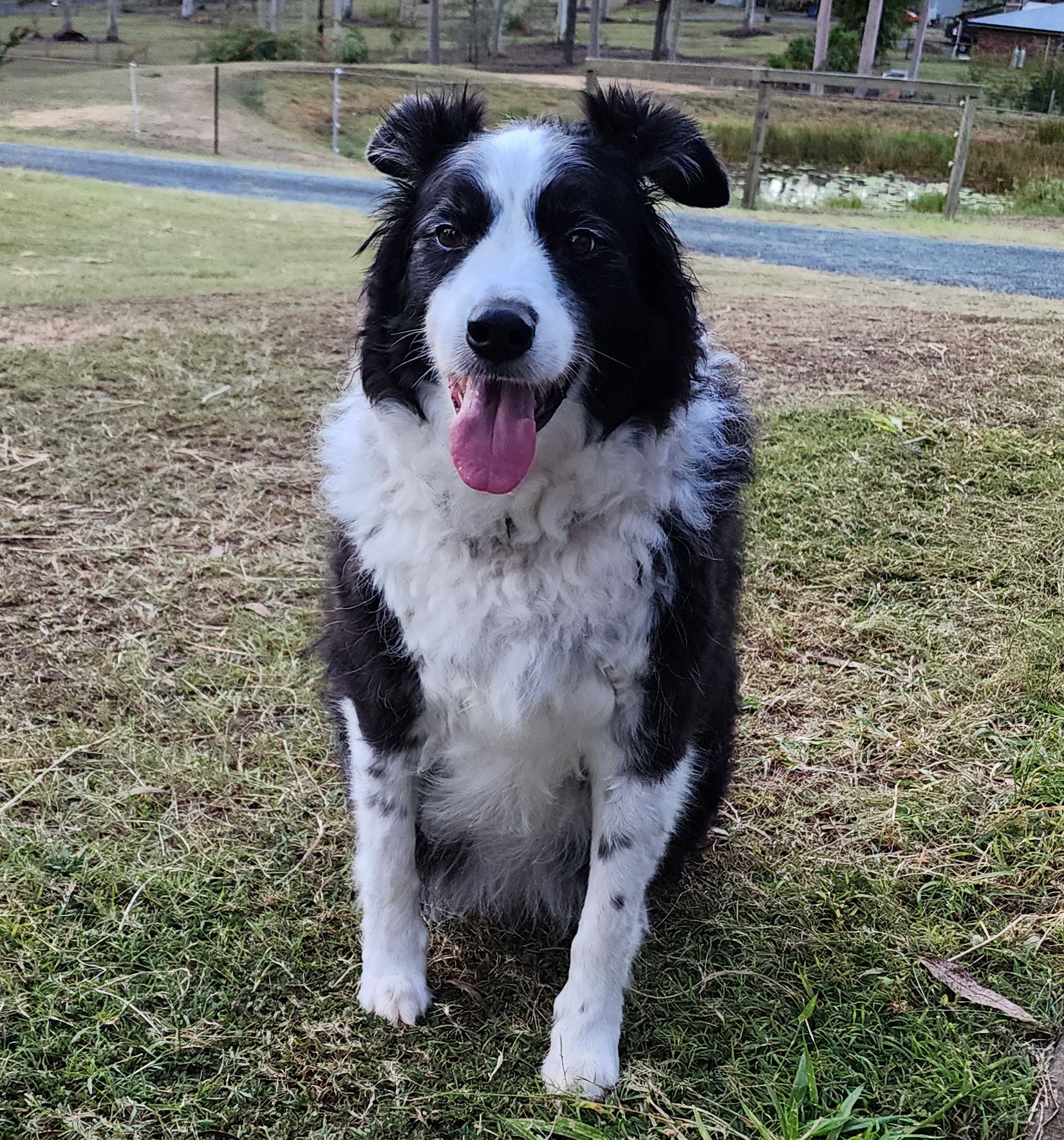 SS BorderCollie4