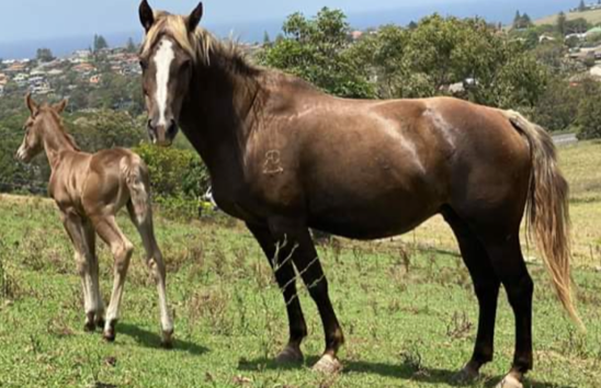 SS Broodmare7