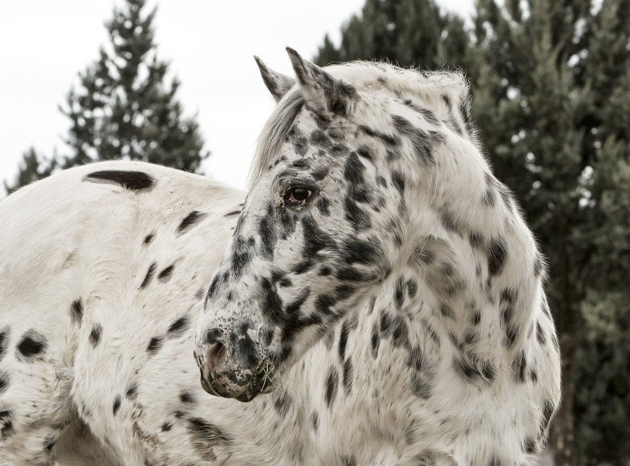 SS CaseyAppaloosa