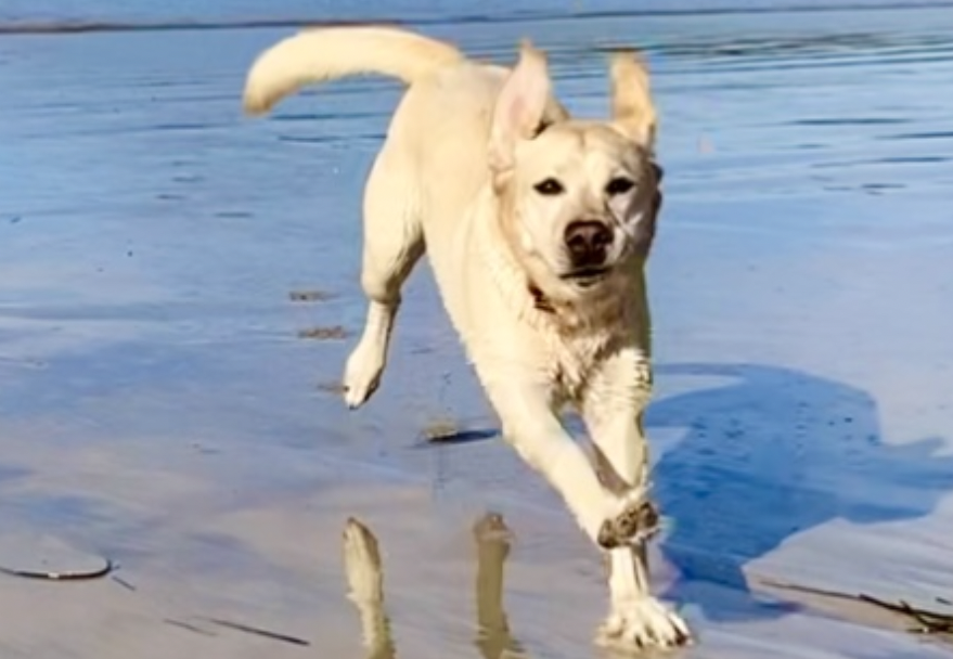 Labrador s Muscle Twitches Improved McDowell s Herbal Treatments labrador-s-muscle-twitches-improved-mcdowell-s-herbal-treatments
