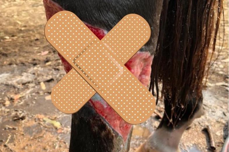 Proud Flesh Herbal Treatment for Horses McDowell