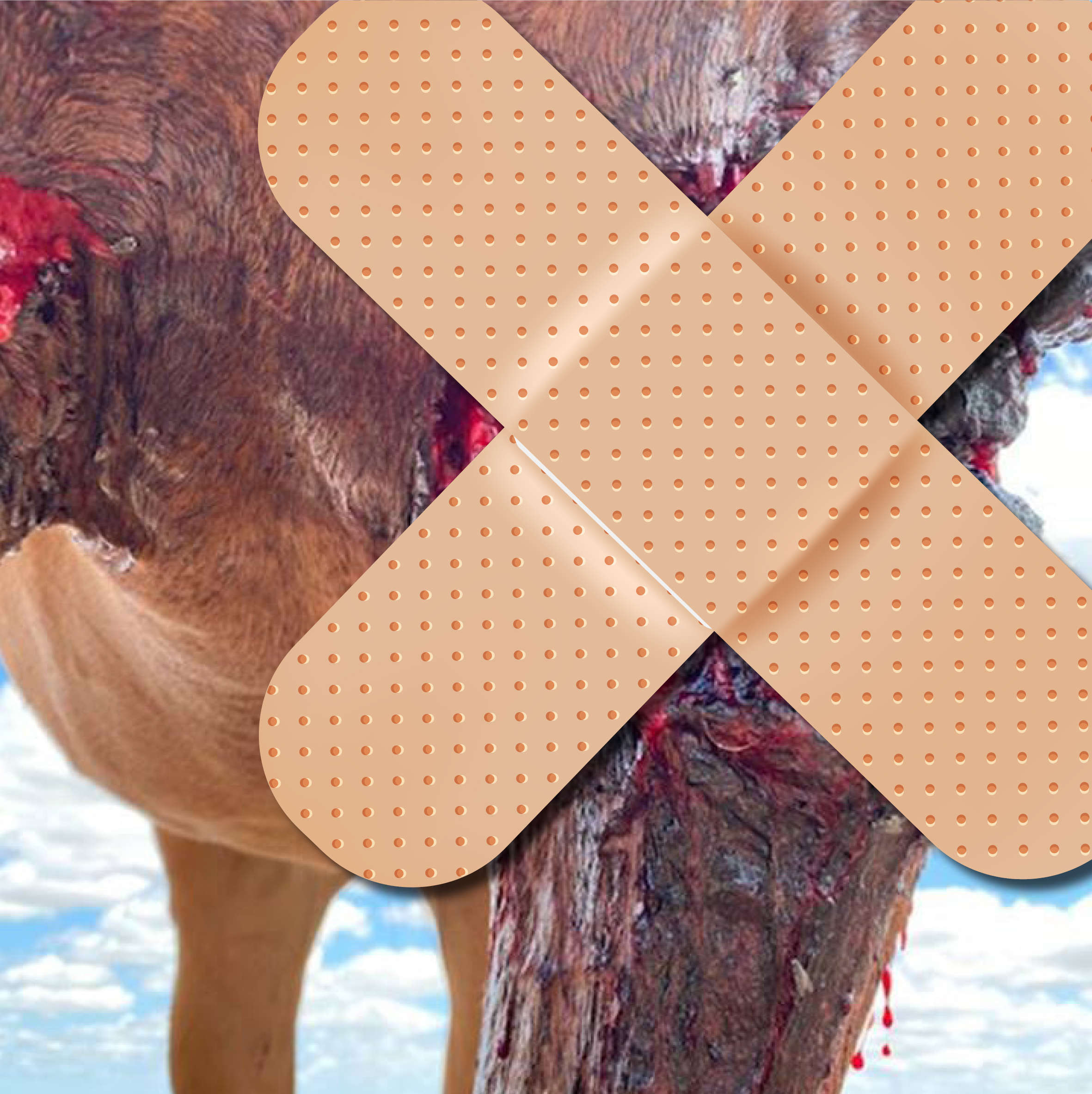 WARNING GRAPHIC Extensive wounds on a horse McDowell's Herbal Treatments