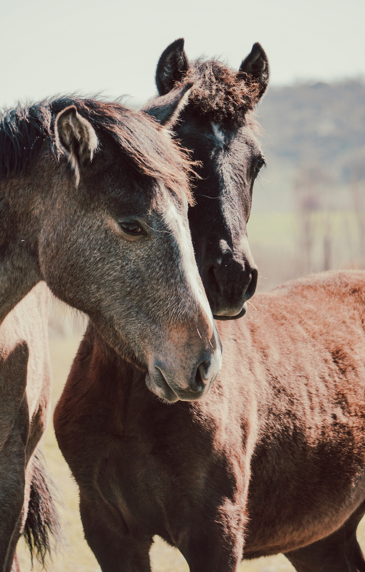 WW foalsseptember