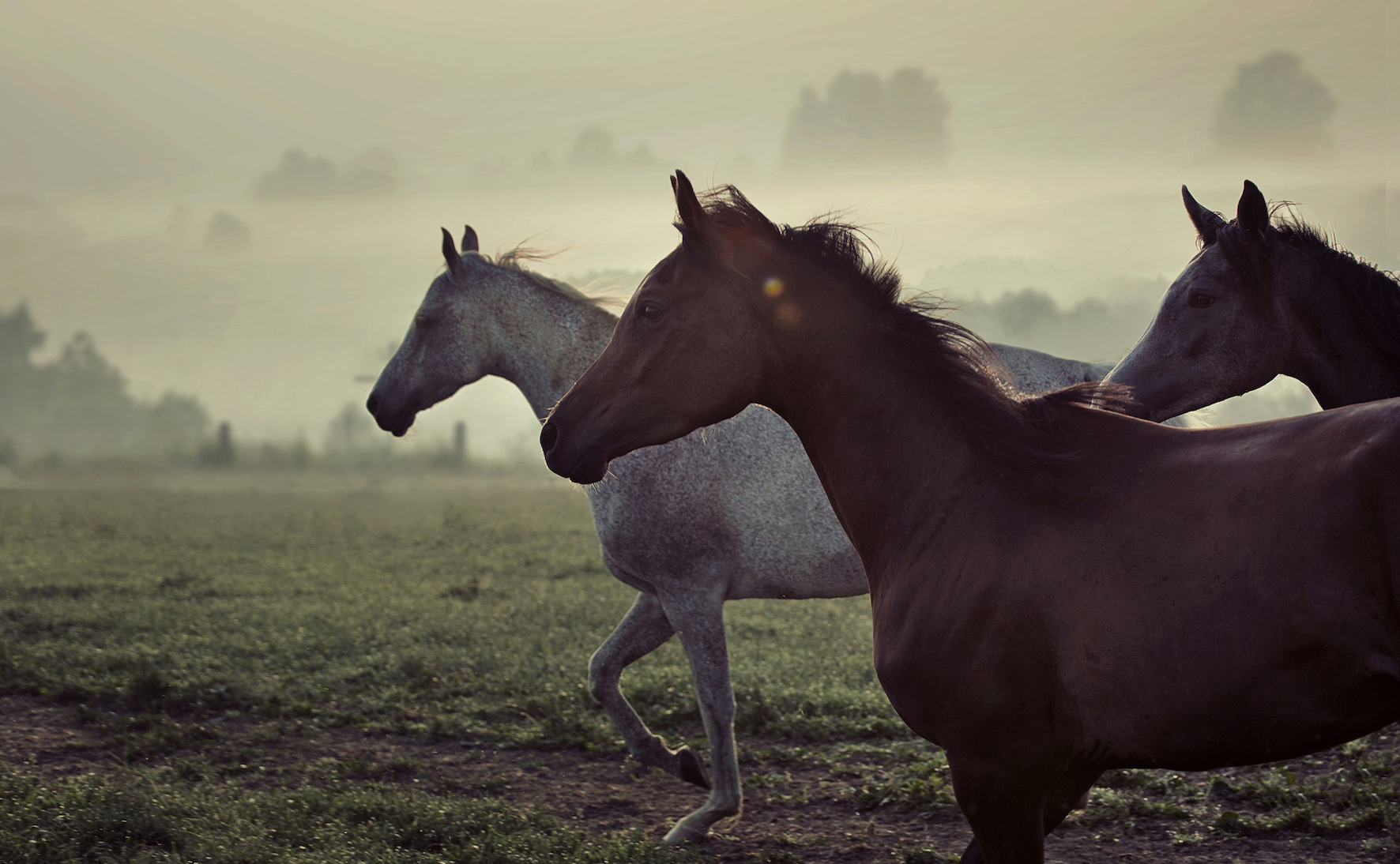 bleederhorsestock copy