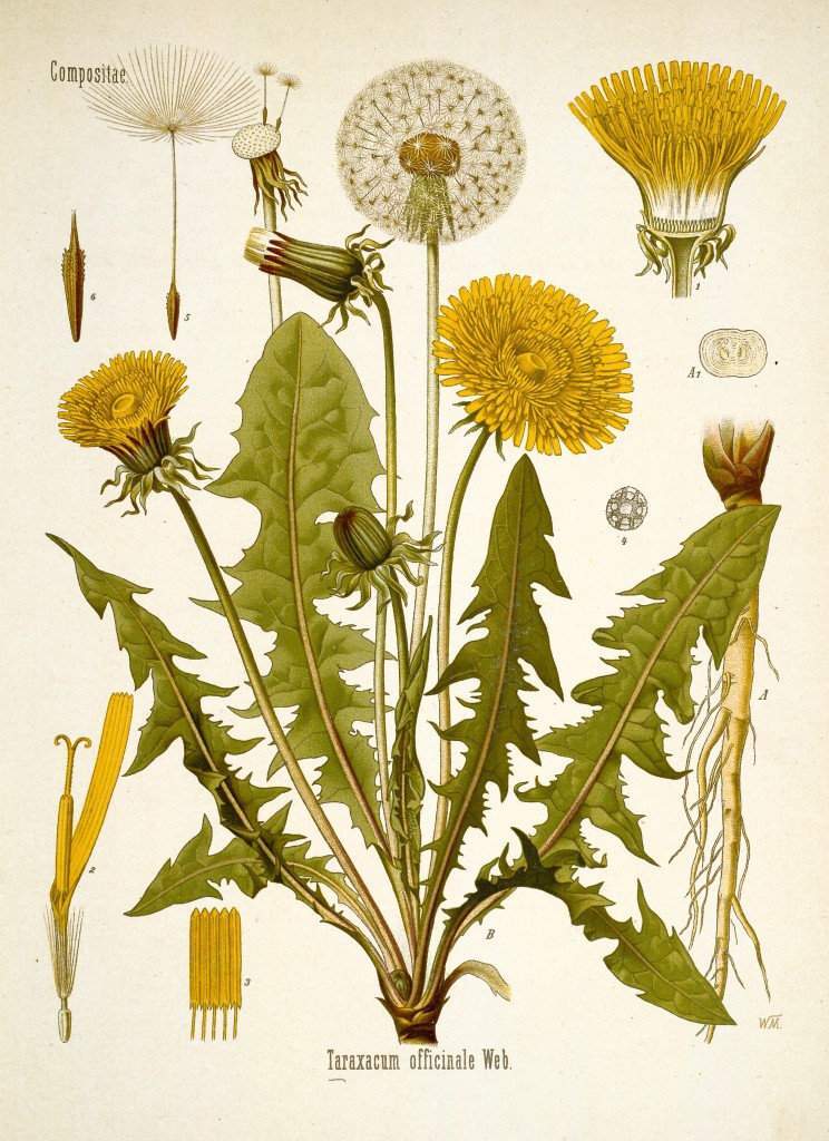 dandelion antique botanical print from kohlers medizinal pflanzen circa 1883 744x1024