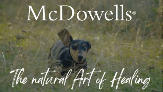 dashund newsletter