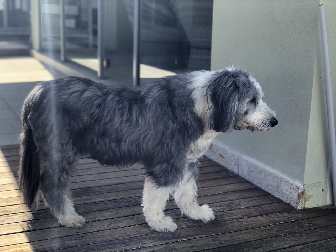 Blue sales bearded collie