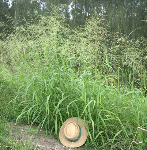 green panic grass