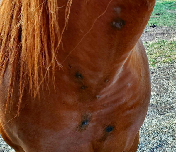 What are those growths on my horse's body?! - McDowell's Herbal Treatments