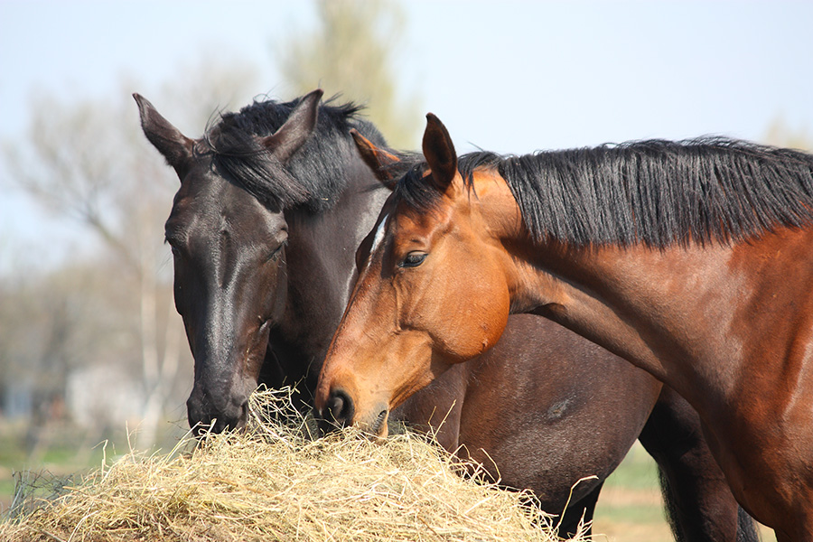 horses eating