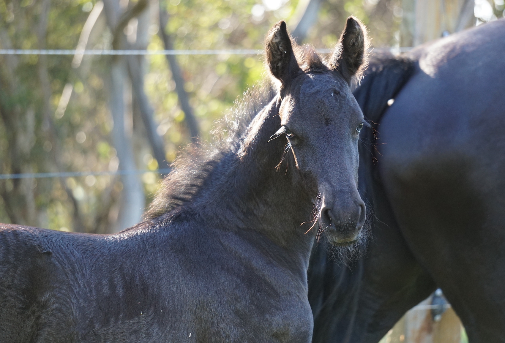 kelsey blackfoal 3 1 22 6 11 47