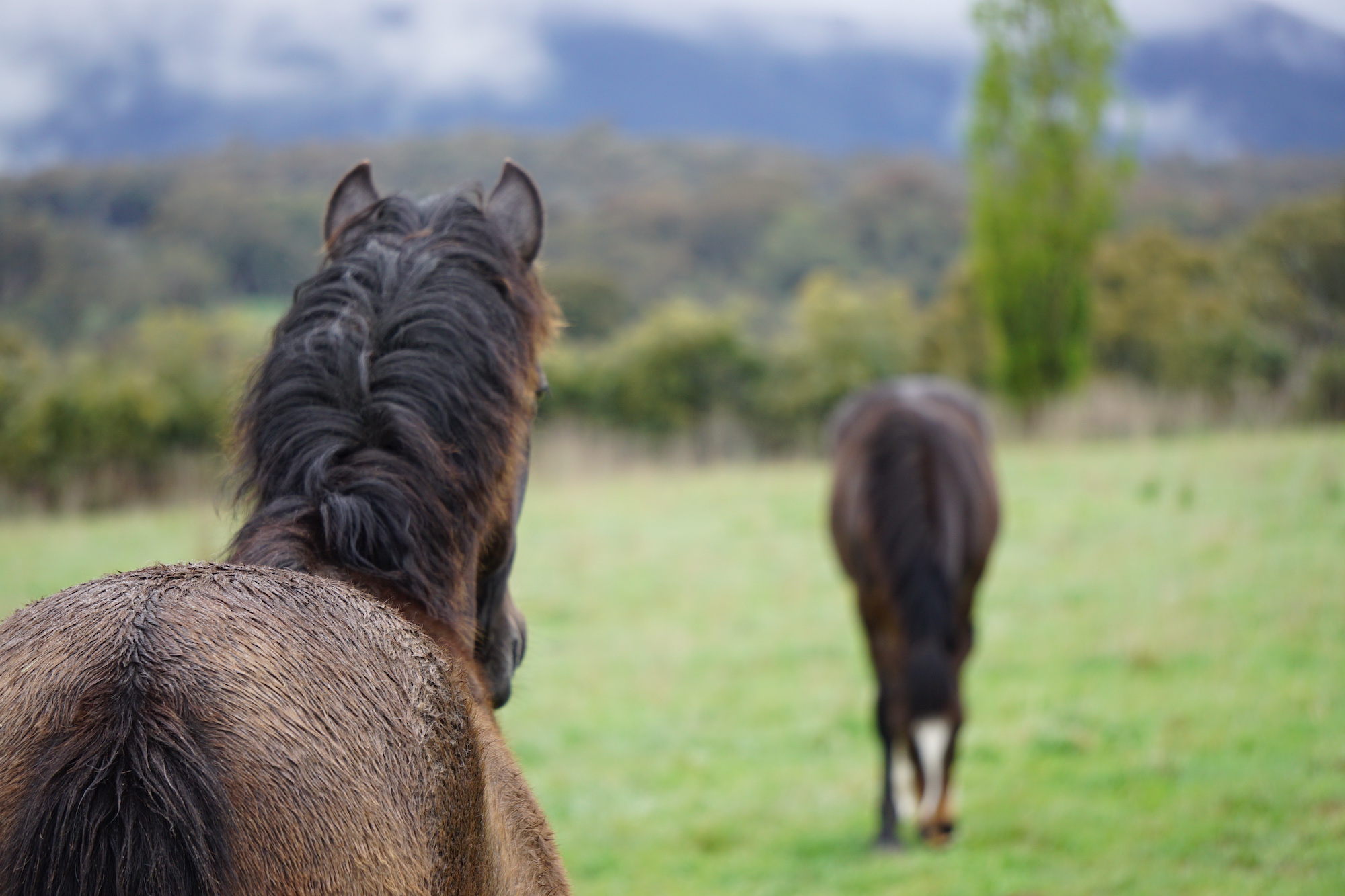 kelsey horse paddock lookingout